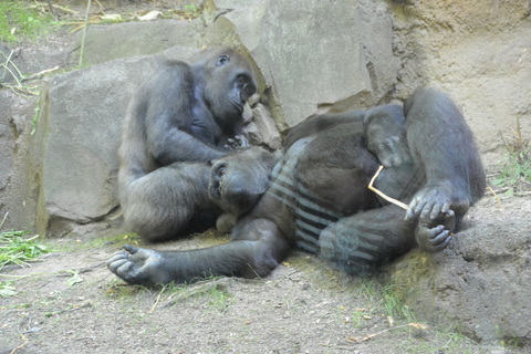 A Day at the Bronx Zoo A Day at the Bronx Zoo