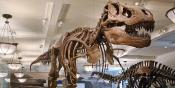 Five Dino-mite Places Your Little Dinosaur Fan Will Love Five Dino-mite Places Your Little Dinosaur Fan Will Love