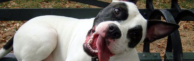 Five Ways to Get Your Kids Involved in Adopt-A-Shelter-Dog Month Five Ways to Get Your Kids Involved in Adopt-A-Shelter-Dog Month