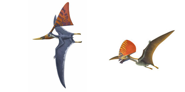 New Pterosaurs Exhibit Soars into AMNH New Pterosaurs Exhibit Soars into AMNH