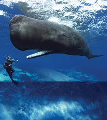 Have a Whale of a Good Time at the American Museum of Natural History Have a Whale of a Good Time at the American Museum of Natural History