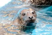 New York Aquarium: Partial Re-Opening