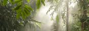 Wild Medicine in the Tropics Wild Medicine in the Tropics