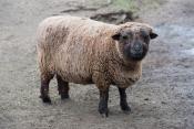 Lunar New Year Festivities: The Year of the Sheep Lunar New Year Festivities: The Year of the Sheep